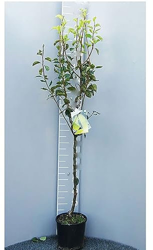 SAVINI VIVAI Abate Peral Plante, Plantes fruitières, Poirier en pot, 22-24 cm 2-3 ans, Hauteur 130-150 cm