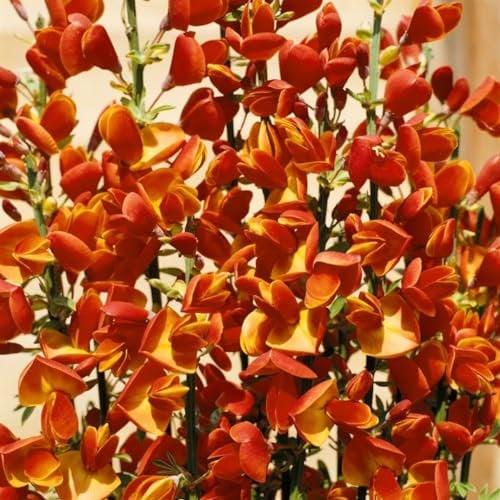 Cytisus scoparius 'Lena' 60–80 cm – Winterhart, Mehrjährig, Pflegeleicht – Besenginster – Zierstrauch für Garten & Beet