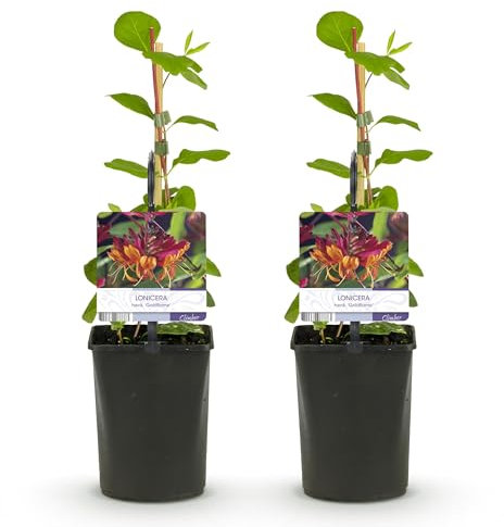GreenboutiQ - Geißblatt - Lonicera heckrottii Goldflame - Blüten Rosa mit Gelb - wenig Pflege - 2 Pflanzen - Topf 11cm Höhe 40cm