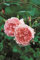 Englische Rose Strawberry Hill im 7 Liter Rosentopf