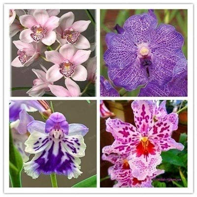 100pcs 20 colori rari di orchidee Cymbidium, Cymbidiums semi africane, semi di Phalaenopsis bonsai fiori, piante per il giardino di casa in vaso 19
