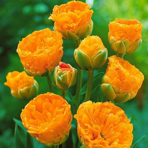 Winterhart, Tulpen sind kältebeständige Zwiebeln, Knollen, mehrjährige krautige Blüten, sehr dekorativ, vielfarbig und äußerst kältebeständig.-3 zwiebeln-D