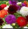 Winterhart zwiebeln, Mehrjährige Blumenzwiebel ist winterhart,Blumenzwiebel Mix, Winterhart pflanzen, Mysteriöse magische Glühbirne-2 Dahlien knollen