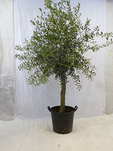 [Palmenlager] - Olivenbaum Olea europea - 180 cm - dicker Stamm 20 cm Umfang - Pot 30 ltr.