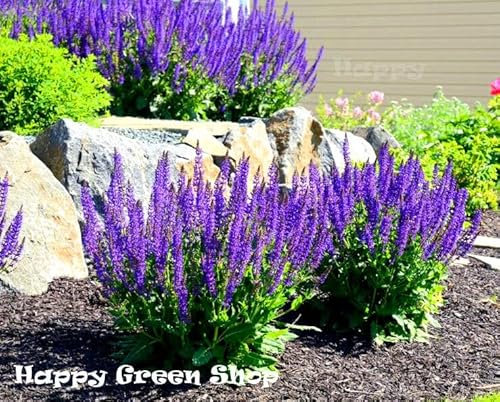 Sage 120 Seeds + Plant tag + Freebie - Salvia officianalis
