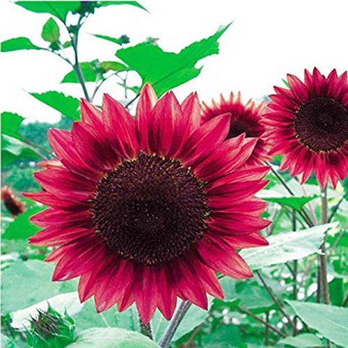 Halber Blumenstrauß, 50 Stück, Mini-Regenbogen, Grün, Rosa, Halber Rosenkranz, Zierbonsai