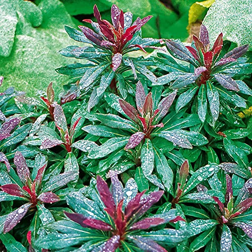 Euphorbia 'Purpurea'. Plug Plant x 3. Compact, Shade-Loving Evergreen Perennial Shrub. Yellow Flowers. Available from Bedwen Plants.