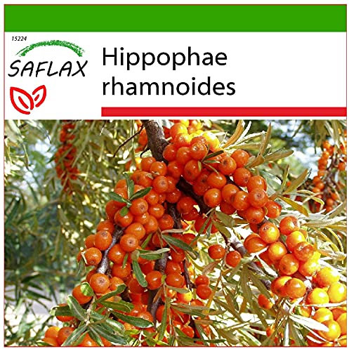 SAFLAX - Espino amarillo - 40 semillas - Con sustrato estéril para cultivo - Hippophae rhamnoides