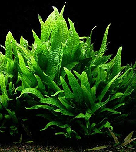 Java Fern Live Aquarium Plant for Coldwater or Tropical Fish Tank Microsorium Pteropus for Bogwood redmoor Root (10)
