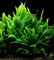 Java Fern Live Aquarium Plant for Coldwater or Tropical Fish Tank Microsorium Pteropus for Bogwood redmoor Root (10)
