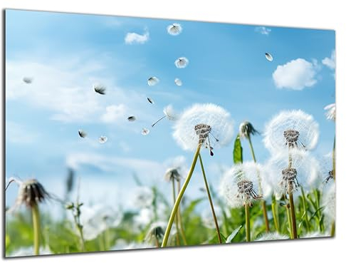 DARO Design - Wand-Bild 6mm HDF 30x20 cm Löwenzahn-Feld Pusteblumen - Wand-Deko Bilder Wohnzimmer