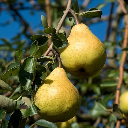 Pyrus Communis Williams - Poirier 120 cm en Pot - Plante En Pot - Floraison Mars - Hauteur 120cm