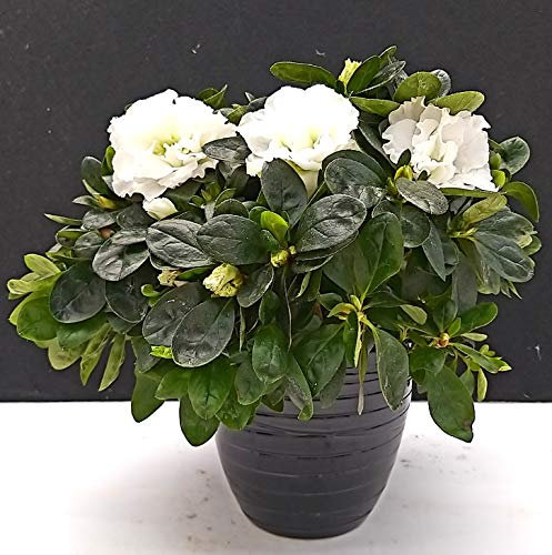 POWERS TO FLOWERS - AZALEA DA ESTERNO BIANCA VARIETA' A FIORITURA ESTIVO/INVERNALE, vaso 16cm pianta vera