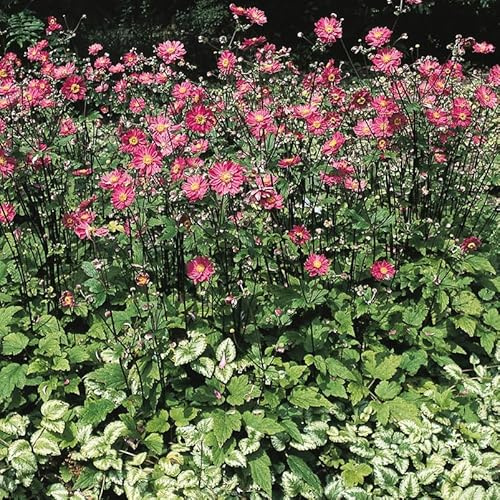 Herbst-Anemone 'Prinz Heinrich', magentarot, Topf 11x11 cm, 3 Pflanzen