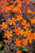 Lychnis x arkwrightii 'Orange Zwerg' ca. 11x11 cm Topf - Nelkenleimkraut, leuchtend orange Blüten, Blütezeit Juni-August, ideal für Rabatten, pflegeleicht