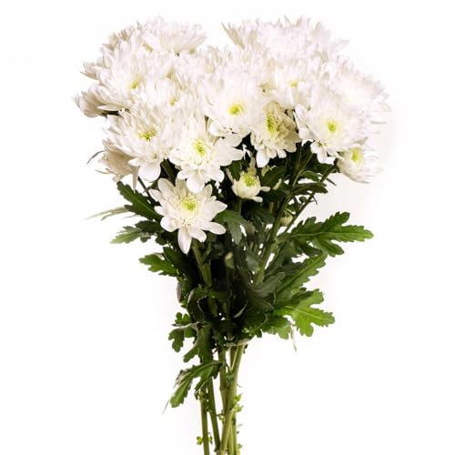 Ramo de Margaritas Blancas Frescas con 100 Flores de Crisantemo Naturales en Diseño Moderno y Elegante Ramo Premium