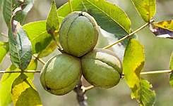 Genipap 5 Hickory-Pflanzensamen