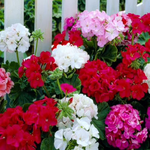 Geranien Stauden Super Kollektion (10 Pflanzen/Wurzeln) Winterharte mischung von 5 Sorten, große Mehrjährig Hybriden aus Holland, Ideal für Garten, Blumenbeete (kein Samen, nicht künstlich, zwiebeln)