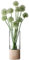 LSA Vase Lotta mit Eschenboden, 36 cm, Glas, Clear, H36cm