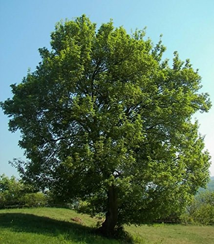 Baum des Jahres 2015 - Feldahorn im 10er Bündel