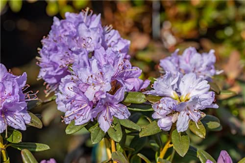 Zwerg Rhododendron Blaue Mauritius 15-20cm - Rhododendron impeditum - Zwerg Alpenrose