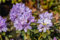 Zwerg Rhododendron Blaue Mauritius 15-20cm - Rhododendron impeditum - Zwerg Alpenrose