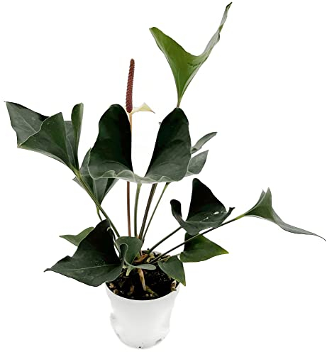 Fangblatt - Anthurium Arrow - pfeilblättrige Flamingoblume- ca. 30 cm hoch - pflegeleichte Zimmerpflanze