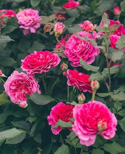 David Austin Gabriel Oak - English Shrub Garden Rose Bush pruned- Beautifully Formed Soft Pink Blooms - Strong Fruity Fragrance in 3ltf Pot