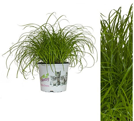 Inter Flower Cyperus Zumula - Hierba para gatos (30 cm, maceta de ciperne +)
