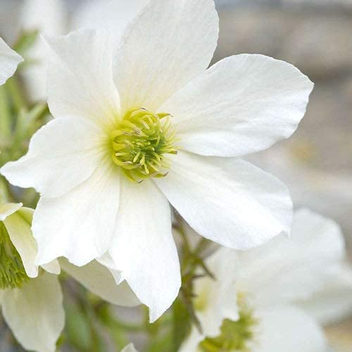 3 x Clematis Early Sensation - Immergrün, Mehrjährig und Winterhart - Kletterpflanze | 3 Kaufen / 2 Zahlen - Weiß | 3 x 1,5 Liter Topf