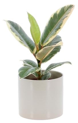 KENTIS - Ficus Elastica Tineke - Vraies Plantes d'Intérieur - Plante Purificatrice d'Air - H 23-35 Pot Ø 12 cm