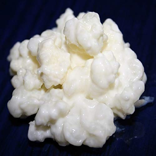 Kefiralia Granulés de kéfir de lait