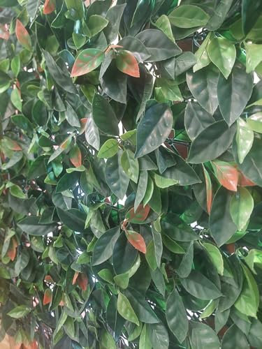 PAPILLON Siepe Artificiale PHOTINIA 100x100cm Effetto Realistico