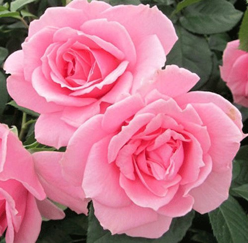 Rosa Bush Rose Floribunda 'You're Beautiful' (R.O.T.Y. 2013) Plant