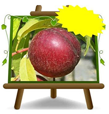 Pêches nectarines à la pulpe jaune Armking - Plante fruitière vieux greffé sur pot 26 - arbre max 200 cm - 4 ans