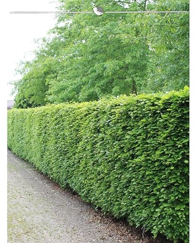 Rotbuche Fagus sylvatica 80-100 cm, Wurzelnackt. 150 Buchen. Winterharte Hecke