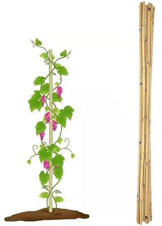 AAMEN 4ft 10 Strong Heavy Duty Bamboo Canes, Plant Supports For Indoor Plants Gardening, Garden Bamboo sticks, Garden Bamboo Fence Screening, Bamboo Canes For Plant Support & Garden Fence(Natural)