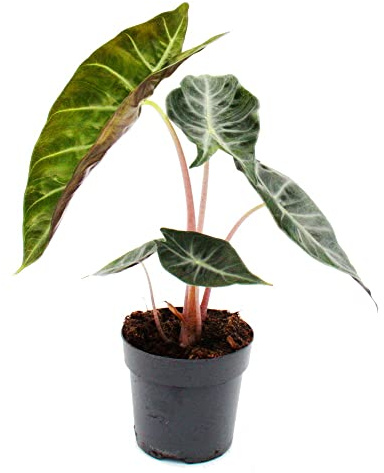 Exotenherz - Alocasia baginda Pink Dragon - Tropenwurz - Alokasie - Pfeilblatt - 14cm Topf
