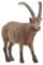 SCHLEICH 14873 Steinbock, ab 3 Jahren, WILD Life - Spielfigur, 5 x 9 x 3 cm