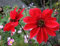 Dahlia 'Bishop's Children' 20 Samen- Dahlie