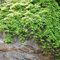 Parthenocissus Quinquefolia samen balkon pflanze kletterpflanzen winterhart Wilder Wein samen zimmerpflanze rankpflanzen balkonpflanzen winterhart gartenpflanzen pflanztöpfe 150pcs