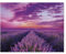 Lavendel-Feld，Papier Puzzle 1000 Stück Adult Toys Dekompressionsspiel（50x70cm）-C82