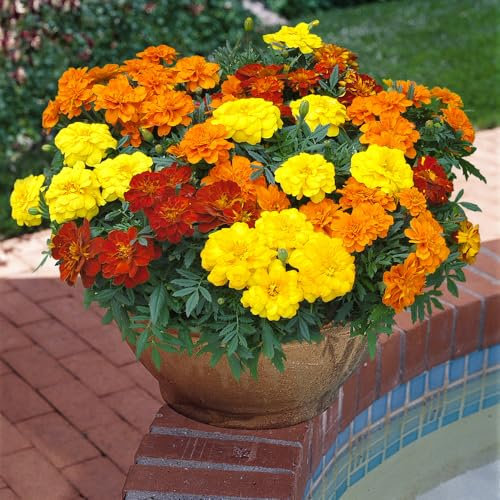 French Marigold 'Durango Mix' Plug Plant x 6. Vibrant Bedding Flowers. Available from Bedwen Plants