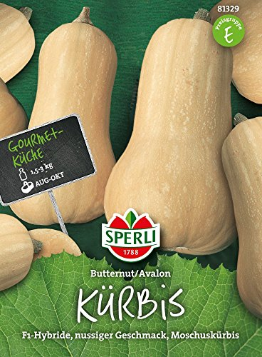 Kürbissamen - Kürbis Butternut/Avalon von Sperli-Samen