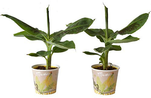 Indoor-Helden Musa Tropicana – Planta de plátano, diámetro de maceta: 12 cm, altura: 40 cm, en juego de 2 unidades de árbol de plátano, cabra de plátanos