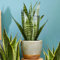 Sansevieria Black Coral de 30 à 40 cm en pot | Langue de Belle-mère de Qualité Supérieure à Vendre