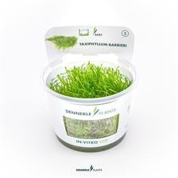 TAXIPHYLLUM BARBIERI Dinner