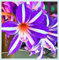 Amaryllis-Zwiebeln, Einfach Zu ZüChten. GanzjäHrig BlüHende Amaryllis,Winterhart Pflanzen, Winterhart Zwiebeln, Winterhart, Bezaubernde Zierblumen In Hydrokultur. Frische Schnittblumen,-1zwiebeln-B