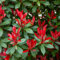 ligustro lucido - semi arbusto piante da interno arbusti per il giardino ligustro lucido - Serie Piante Rare - semi di erbe aromatiche giardino erbe aromatiche resistenti 500pcs