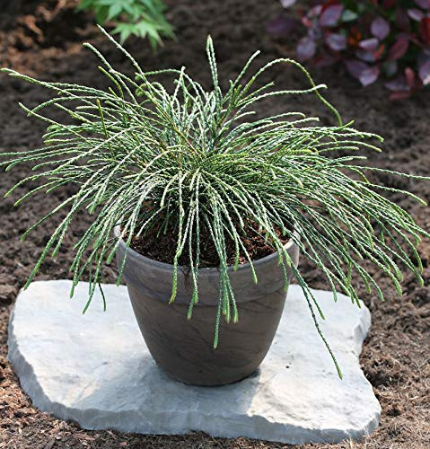 Faden Lebensbaum Whipcord 20-25cm - Thuja plicata - lebende Gartenpflanze aus den Baumschulen